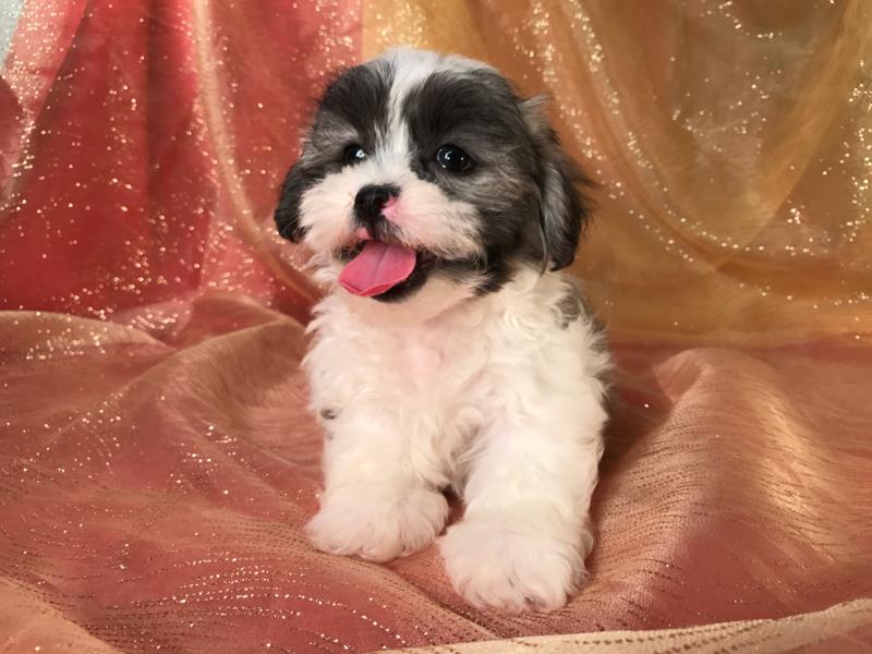Male Shih tzu Bichon Puppy for Sale DOB 5-30-17 $875 Shipping Available $250